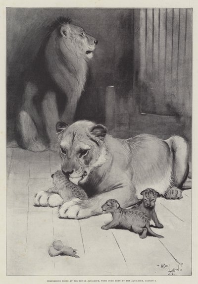 Performing Lions at the Royal Aquarium, with Cubs born at the Aquarium, 6 August by Cecil Charles Windsor Aldin
